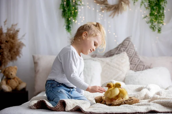 Glad Vacker Childre Barn Leka Med Små Vackra Ankungar Söta — Stockfoto