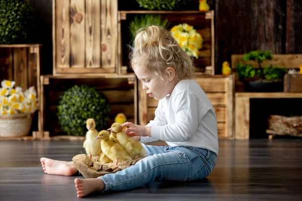 幸せな美しい子供 小さな美しいアヒルと遊ぶ かわいいふわふわの動物の鳥 — ストック写真