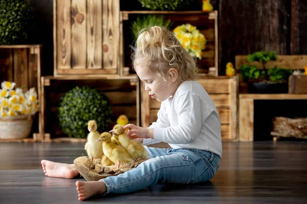 Heureux Bel Enfant Les Enfants Jouer Avec Beaux Petits Canetons — Photo