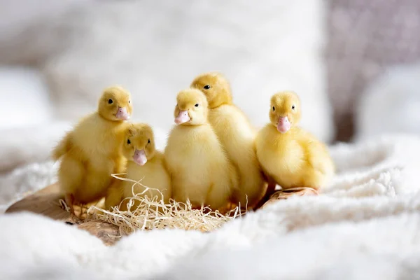 Küçük Güzel Ördek Yavruları Kasedeki Tüylü Sevimli Kuşlar — Stok fotoğraf