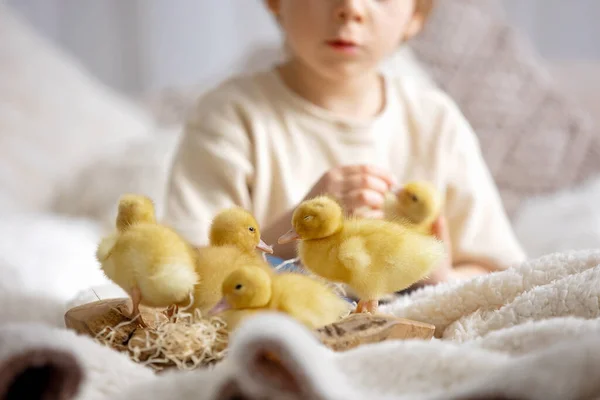 Happy Beautiful Childre Kids Playing Small Beautiful Ducklings Cute Fluffy — Stock Photo, Image
