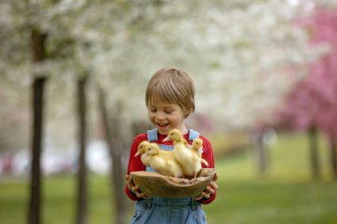 Güzel anaokulu çocuğu, parkta küçük ördeklerle oynuyor.