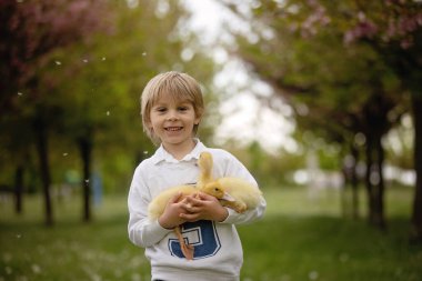 Güzel anaokulu çocuğu, parkta küçük ördeklerle oynuyor ve karahindiba üflüyor, kırsal bahar manzarası.