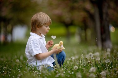Güzel anaokulu çocuğu, parkta küçük ördeklerle oynuyor ve karahindiba üflüyor, kırsal bahar manzarası.