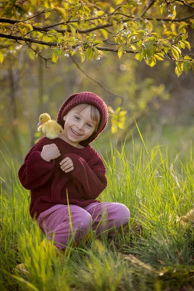 Cute Little Child Boy Playing Ducklings Park Sunset Springtime — Stock Photo, Image