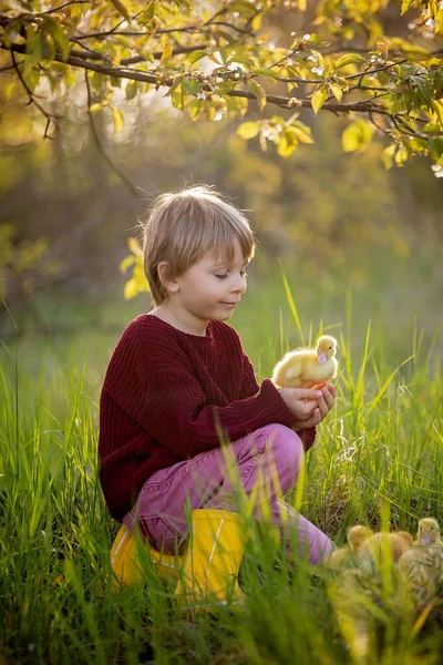 Criança Bonita Rapaz Brincando Com Patinhos Parque Pôr Sol Primavera — Fotografia de Stock