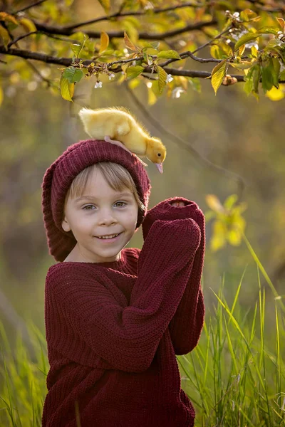 Симпатичный Малыш Мальчик Играет Утятами Парке Закате Весной — стоковое фото