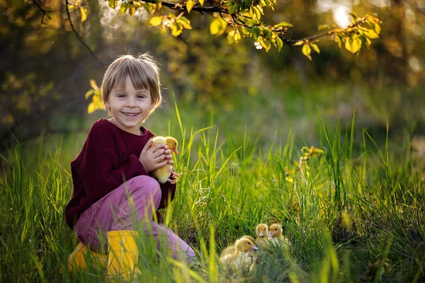 Bambino Carino Ragazzo Giocare Con Gli Anatroccoli Nel Parco Tramonto — Foto Stock