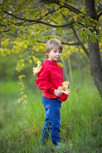 Krásný Předškolní Chlapec Hrající Kachničkami Parku Srpingtime — Stock fotografie