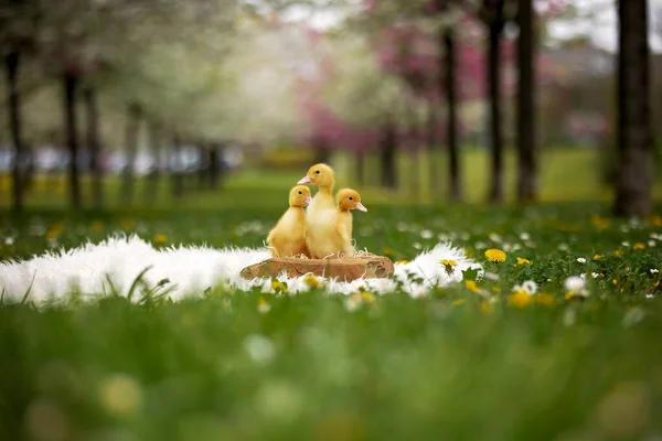 Ducklings Park Walking Eating Springtime — Stock Photo, Image