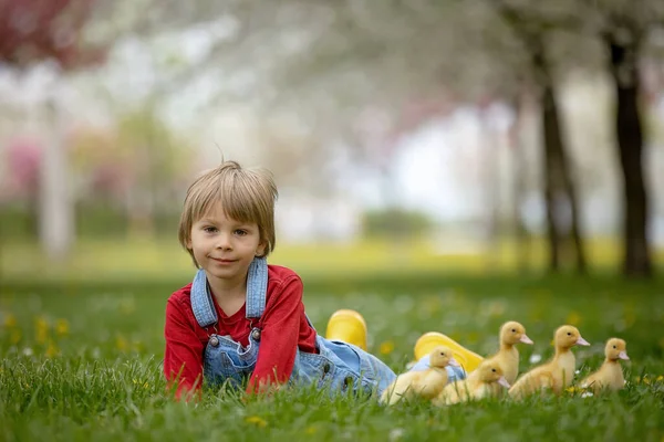 Beautiful Preschool Boy Playing Little Ducks Park Srpingtime — Stock Photo, Image