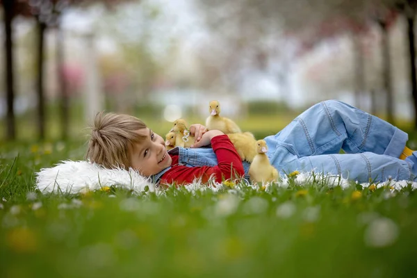 Мальчик Дошкольного Возраста Играющий Маленькими Утятами Парке — стоковое фото