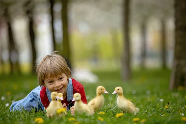 Güzel Anaokulu Çocuğu Parkta Küçük Ördeklerle Oynuyor — Stok fotoğraf