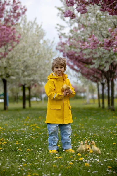 美しい就学前の男の子 公園で小さなアヒルと遊ぶ春の時間 — ストック写真