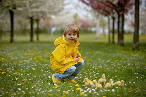 Hermoso Niño Preescolar Jugando Con Pequeños Patos Parque Srpingtime —  Fotos de Stock