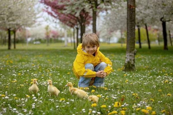 Gyönyörű Óvodás Fiú Kiskacsákkal Játszik Parkban — Stock Fotó