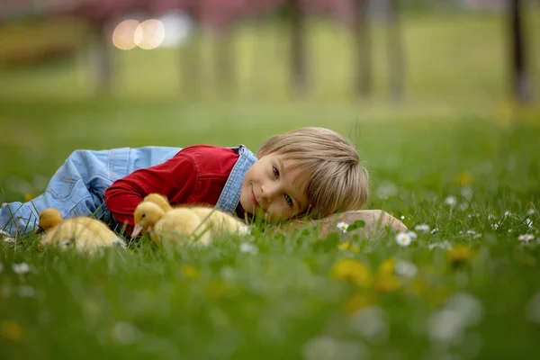 Güzel Anaokulu Çocuğu Parkta Küçük Ördeklerle Oynuyor — Stok fotoğraf