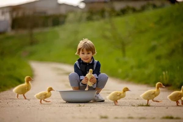 Beautiful Preschool Boy Playing Little Ducks Street Little Village Rural — Stock Photo, Image