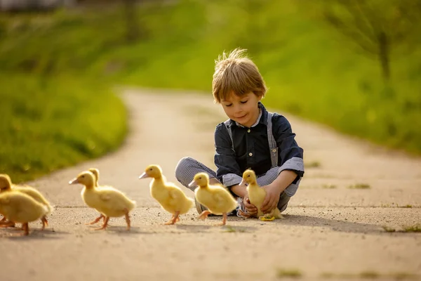 Beau Garçon Âge Préscolaire Jouant Avec Des Petits Canards Dans — Photo