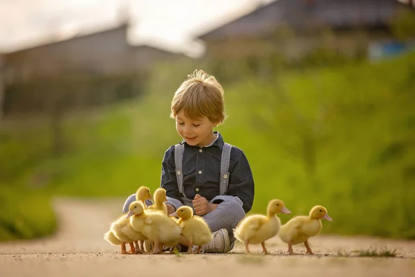 Güzel Anaokulu Çocuğu Küçük Bir Köyde Küçük Ördeklerle Oynuyor Kırsal — Stok fotoğraf