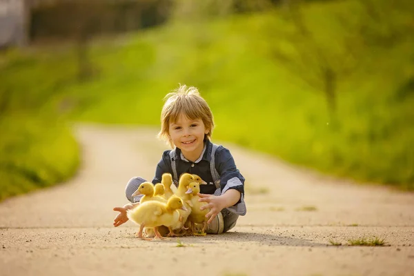 漂亮的学龄前男孩 在小村子的街上和小鸭子玩耍 乡村春景 — 图库照片