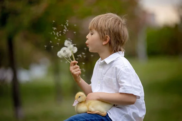 Krásný Předškolní Chlapec Hrající Parku Kachničkami Foukajícími Pampeliškami Venkovská Jarní — Stock fotografie