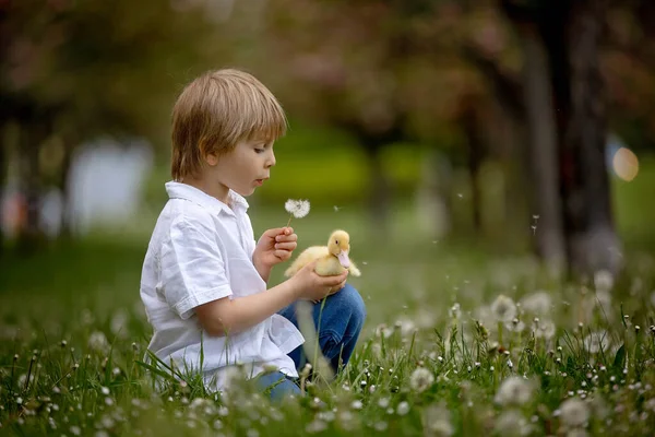 漂亮的学龄前男孩 和小鸭子在公园里玩耍 吹蒲公英 乡村春景 — 图库照片