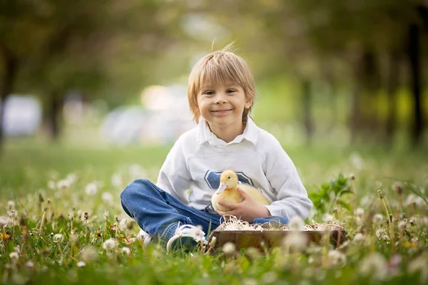 美しい就学前の男の子 小さなアヒルと公園で遊んでタンポポを吹いて 農村部の春のシーン — ストック写真