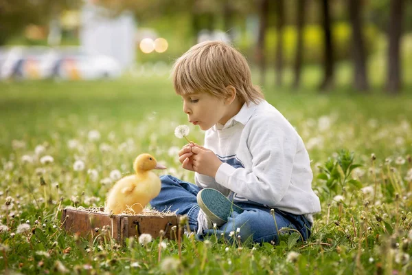 Beautiful Preschool Boy Playing Park Little Ducks Blowing Dandelions Rural — Stock Photo, Image