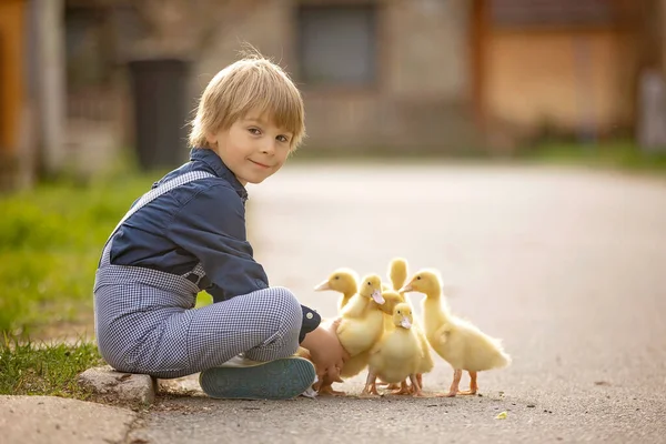 Schöne Vorschulkind Spielt Mit Kleinen Enten Auf Der Straße Kleinem — Stockfoto