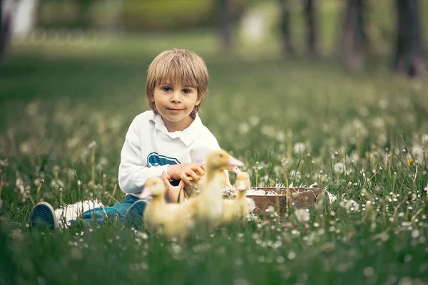 Schöne Vorschulkind Spielt Park Mit Kleinen Enten Und Pustet Löwenzahn — Stockfoto