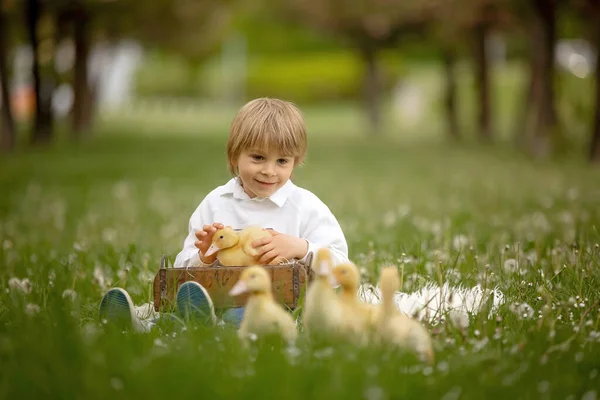漂亮的学龄前男孩 和小鸭子在公园里玩耍 吹蒲公英 乡村春景 — 图库照片