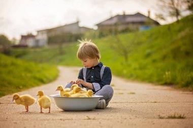 Güzel anaokulu çocuğu, küçük bir köyde küçük ördeklerle oynuyor, kırsal bahar sahnesi.