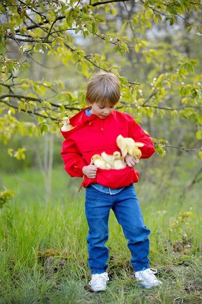 漂亮的学龄前男孩 在公园里和小鸭子嬉戏 — 图库照片