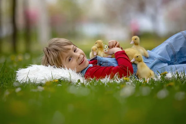 Schöner Vorschuljunge Der Park Mit Kleinen Enten Spielt — Stockfoto