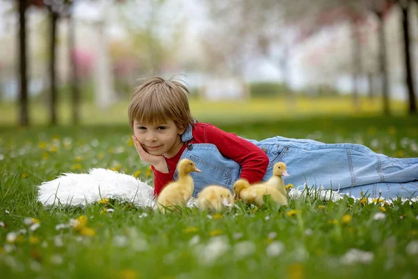 Hermoso Niño Preescolar Jugando Con Pequeños Patos Parque Srpingtime —  Fotos de Stock