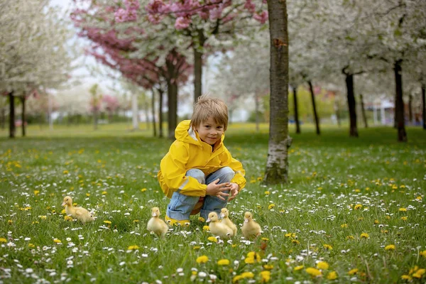 Beautiful Preschool Boy Playing Little Ducks Park Srpingtime — Stock Photo, Image