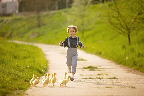 Schöne Vorschulkind Spielt Mit Kleinen Enten Auf Der Straße Kleinem — Stockfoto