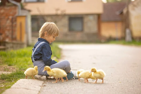 Beautiful Preschool Boy Playing Little Ducks Street Little Village Rural — Stock Photo, Image