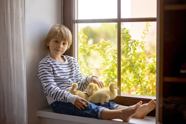 Vacker Förskola Pojke Leka Med Små Ankor Fönstret Hemma Vår — Stockfoto