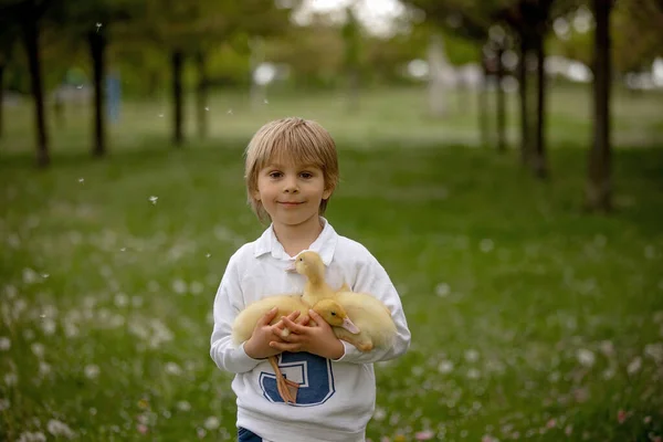 Güzel Anaokulu Çocuğu Parkta Küçük Ördeklerle Oynuyor Karahindiba Üflüyor Kırsal — Stok fotoğraf