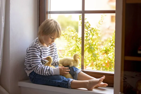 Gyönyörű Óvodás Fiú Kiskacsákkal Játszik Ablakban Otthon Tavasszal — Stock Fotó