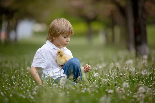 Krásný Předškolní Chlapec Hrající Parku Kachničkami Foukajícími Pampeliškami Venkovská Jarní — Stock fotografie