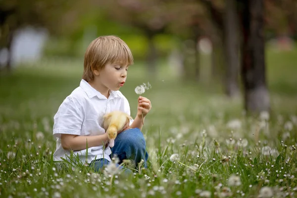 Красивий Хлопчик Дошкільного Віку Грає Парку Маленькими Качками Дме Кульбабами — стокове фото