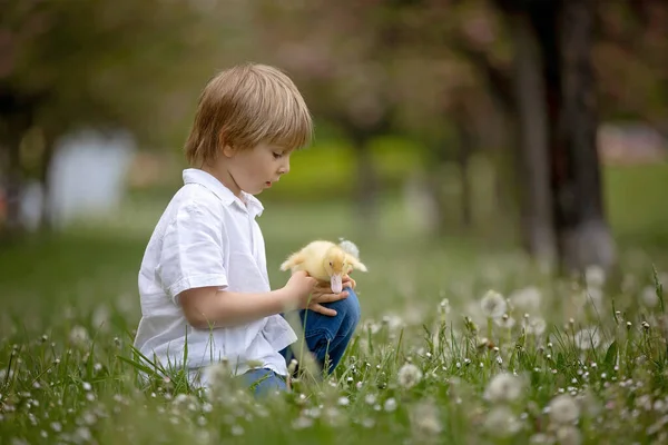 Gyönyörű Óvodás Fiú Játszik Parkban Kis Kacsák Fúj Pitypangok Vidéki — Stock Fotó