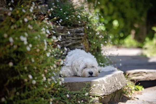 Cute White Maltese Dog Pet Lying Stairs Stone House Beautiful — Stock Photo, Image