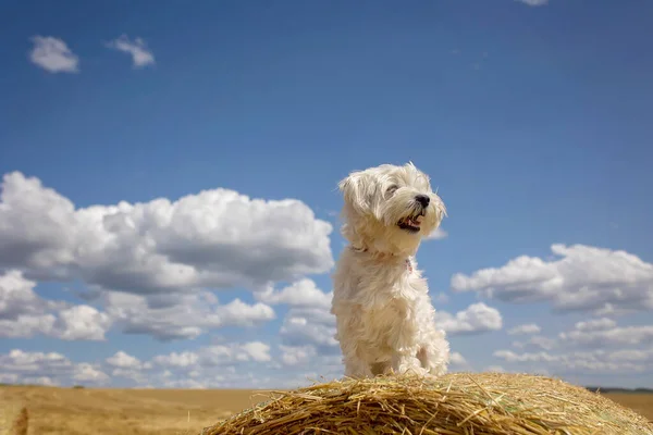 Maltese Pet Dog Sitting Haystack Field Amazing Landscape Rural Scene — Stock Photo, Image
