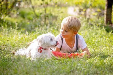 Muhteşem sarışın çocuk, evcil köpeği olan çocuk, yazın bahçede karpuz yiyor.