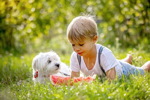 Amazing blond toddler child, boy with pet dog, eating watermelon in garden, summertime