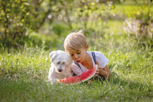 Amazing Blond Toddler Child Boy Pet Dog Eating Watermelon Garden — Stock Photo, Image